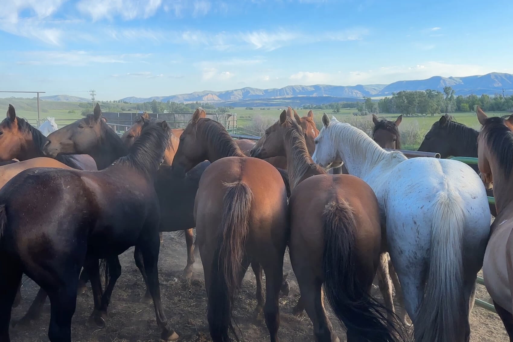 Horses in a corral